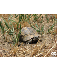 گونه لاکپشت مهمیزدار Mediterranean Spur-thighed Tortoise